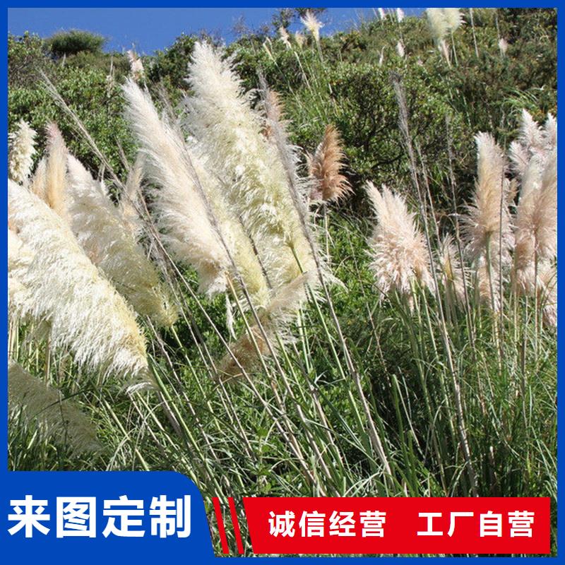 金塔县酒泉芦苇苗芦苇幼苗工厂 荷景园林绿化工程的实力与选择